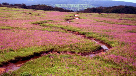 locations to visit near mumbai Kaas Plateau
