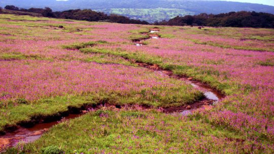 Kaas Plateau